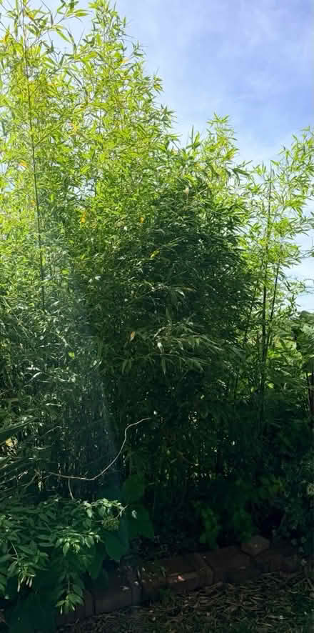 Photo of free Bamboos + Beautiful Grass (Wareham Family Hub, BH20) #2