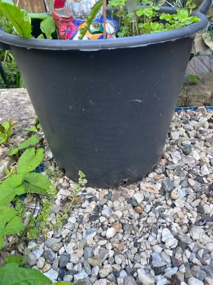 Photo of free Garden stuff (brixham devon TQ5) #1