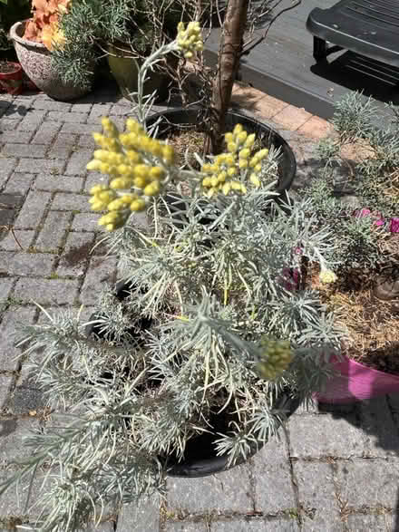 Photo of free Large Curry Plant (Newburgh WN8) #3
