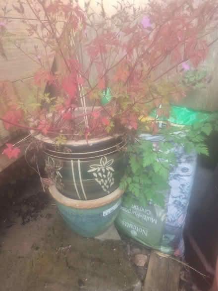 Photo of free Outdoor Plant Pots and Compost (Buckland End B34) #1
