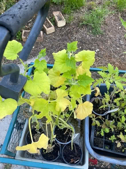Photo of free Tomato, squash & snap dragon plants (Petersfield) #1