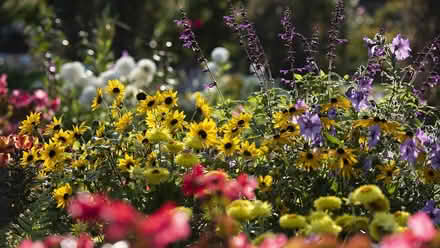 Photo of Plants and shrubs (Nr Hanwell Com. Centre) #1