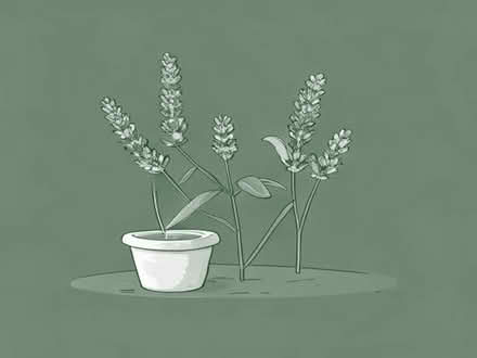 Photo of Lavender and jasmine plants (Abbey Wood DA17) #1