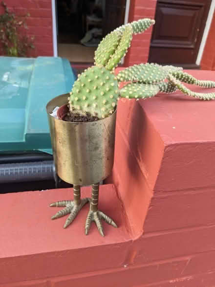 Photo of free Bunny ears cactus and leggy pot (South Tottenham N15) #1