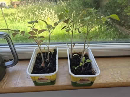 Photo of free Tomato Seedlings - West Molesey (West Molesey) #1