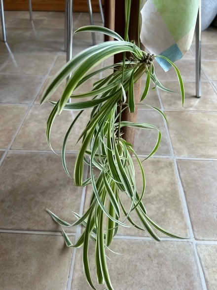Photo of free Variegated spider plants babies (Hollingdean BN1) #2