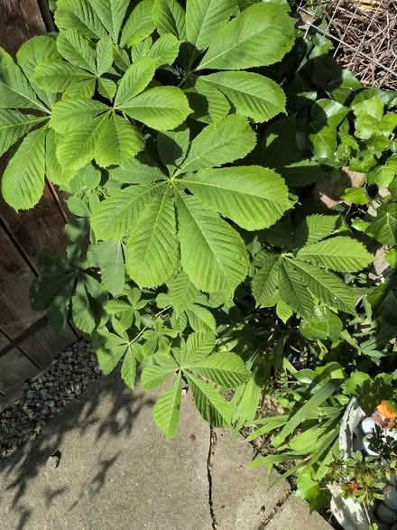 Photo of free Horse Chestnut saplings (Faverdale DL3) #1