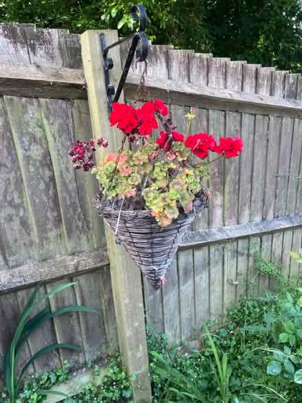Photo of free Garden stuff (brixham devon TQ5) #3