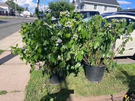 Photo of free Hydrangeas (2) in pots (Fair Lawn, NJ) #1