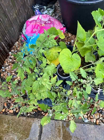 Photo of free Tomato & Pumpkin Plants and Flowers (Goodnestone ME13) #1