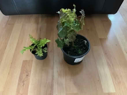 Photo of free Norway maple tree and fern (Whiston) #3