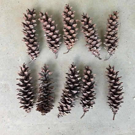 Photo of free Pine Cones (14 & Farmington) #1