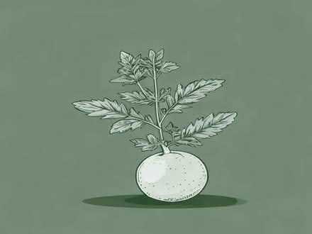 Photo of free Lemon balm plant (Tilehurst RG31) #1