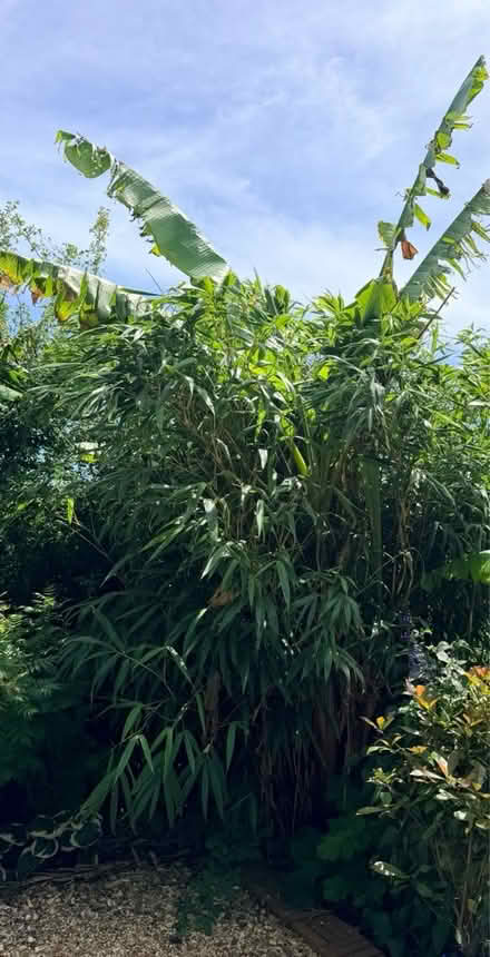 Photo of free Bamboos + Beautiful Grass (Wareham Family Hub, BH20) #1