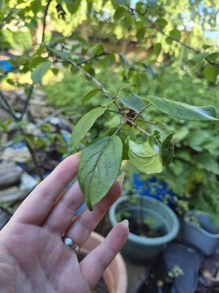 Photo of free Tree (Hollinswood TF3) #2