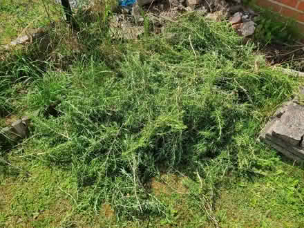 Photo of free Rosemary cuttings (South Reading RG2) #1