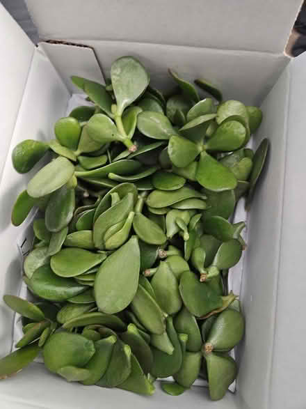 Photo of free Jade plant clippings and leaves (Himes Ave area Frederick) #1