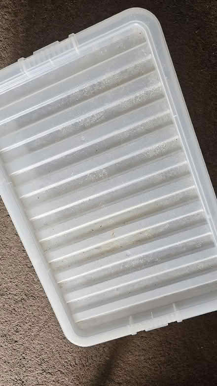 Photo of free Plastic storage box (underbed) (Stopsley LU2) #2