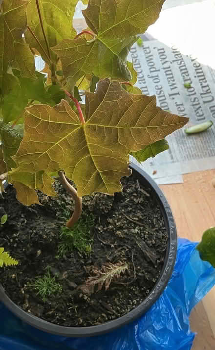 Photo of free Norway maple tree and fern (Whiston) #2