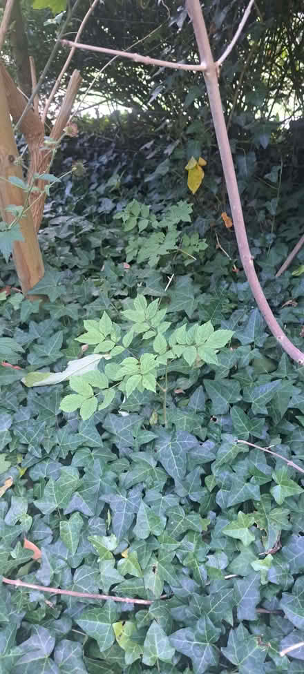 Photo of free Ash saplings (Benfield Valley BN41) #3