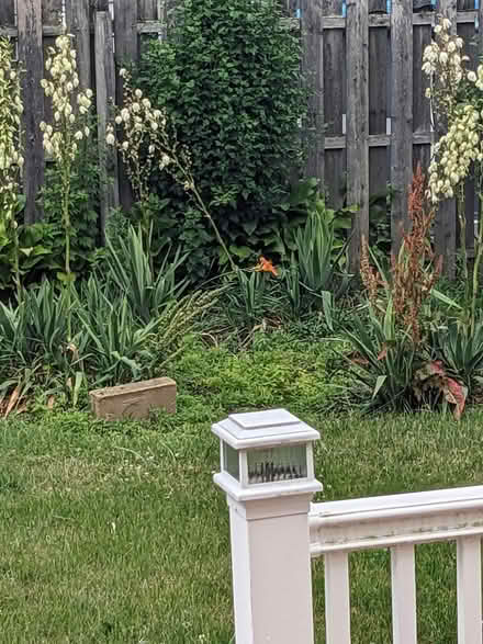 Photo of free yucca plants (Belford, N.J.) #2