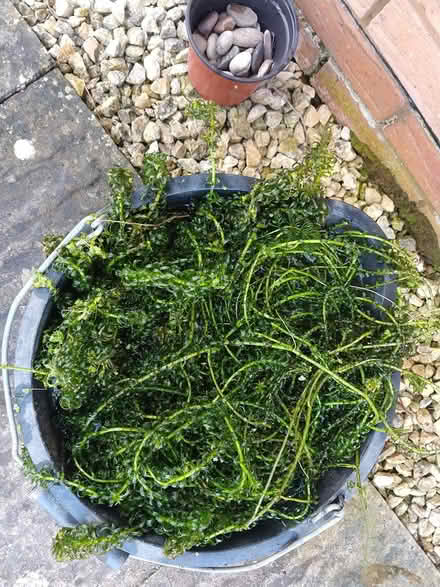 Photo of free Pond plants (The Reddings) #1