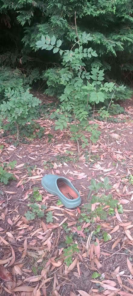 Photo of free Ash saplings (Benfield Valley BN41) #1
