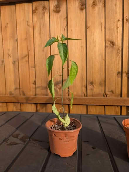Photo of free Hot pepper cayenne plant (Mitcham CR4) #1