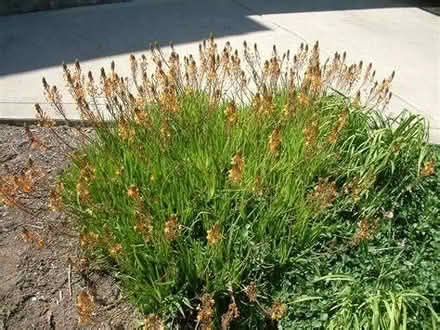 Photo of free Bulbine frutescens plants (Albany) #1