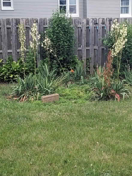 Photo of free yucca plants (Belford, N.J.) #1