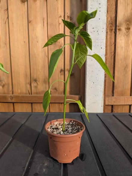 Photo of free SWEET pepper plant (Mitcham CR4) #1