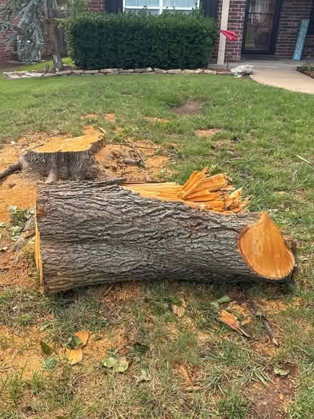 Photo of free potential firewood (New Bedford) #1