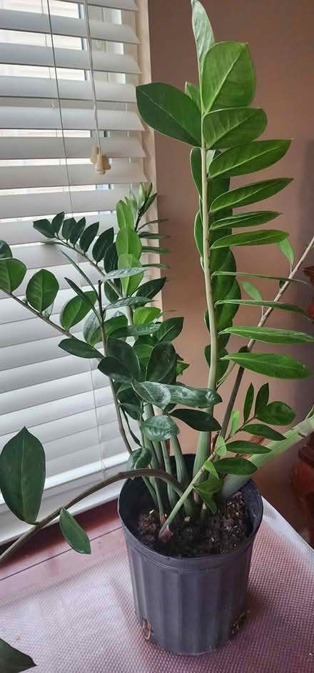 Photo of free ZZ plant (Amberfield) #1