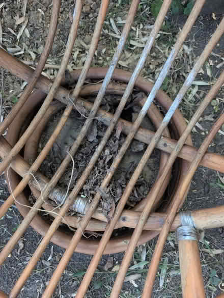 Photo of free 2 Bamboo Vintage chairs (NW11 Temple Fortune) #4