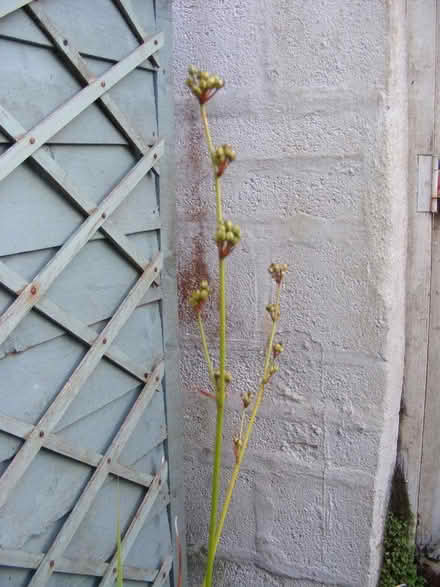 Photo of free libertia chilensis (Central Truro -viaduct area) #2