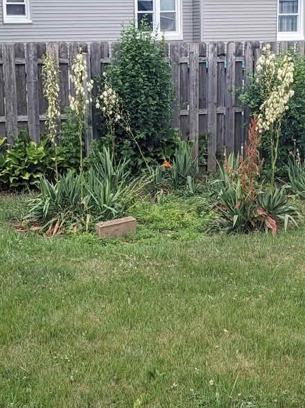 Photo of free yucca plants (Belford, N.J.) #2