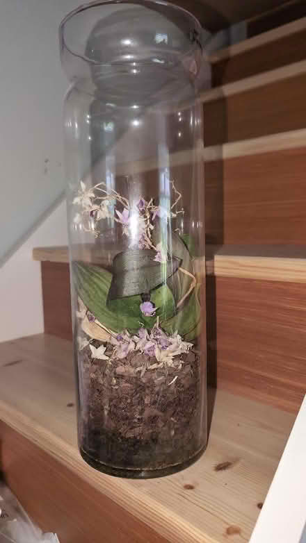 Photo of free Large jar of little orchids (Combe Down BA2) #1