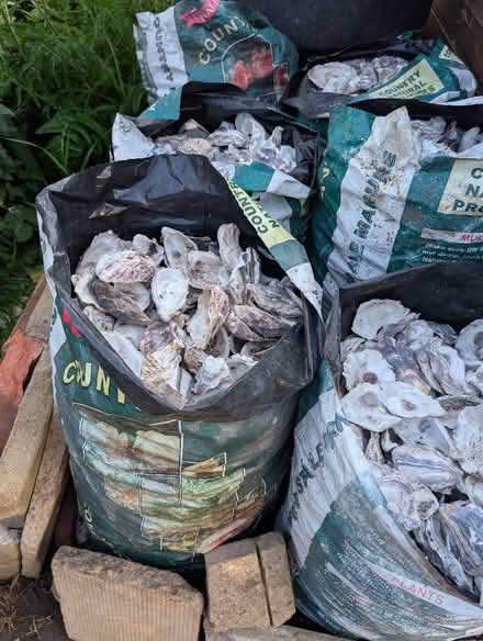 Photo of free Oyster shells from W4 2SH (Queens Park W10) #2