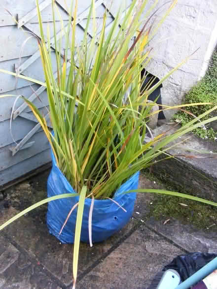 Photo of free libertia chilensis (Central Truro -viaduct area) #1