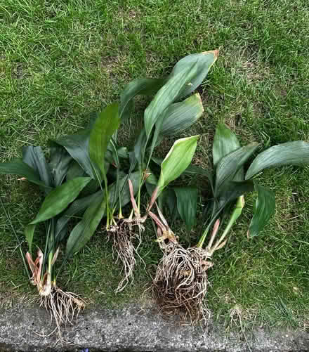 Photo of free Aspidistra needs potting (Knaresborough HG5) #1