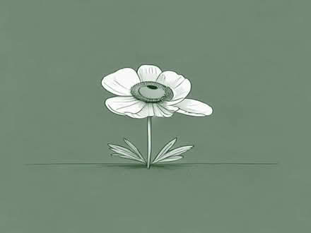 Photo of free Japanese anemone (Tilehurst RG31) #1