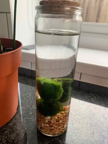 Photo of free House plants (North Tonbridge TN10) #3