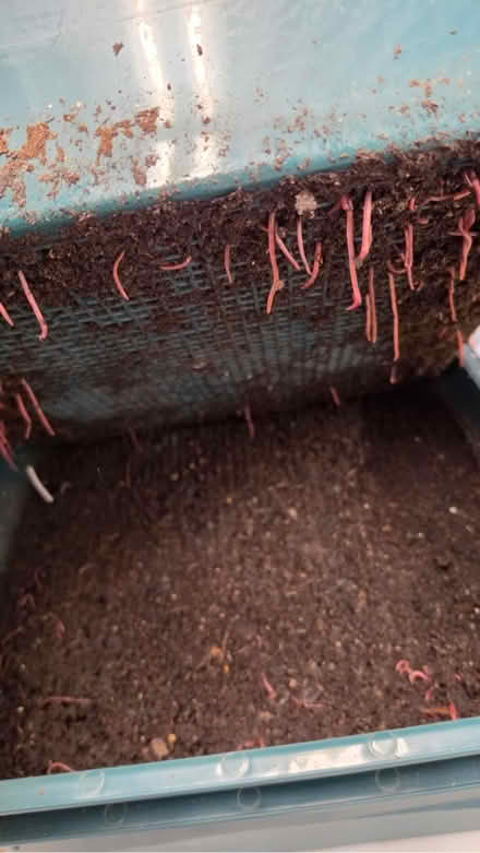 Photo of free Composting worms (Scarsdale/New Rochelle) #1