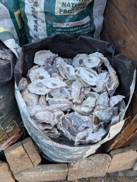 Photo of free Oyster shells from W4 2SH (Queens Park W10) #1