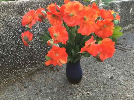 Photo of free "Silk"Poppies (Greaves LA1) #1