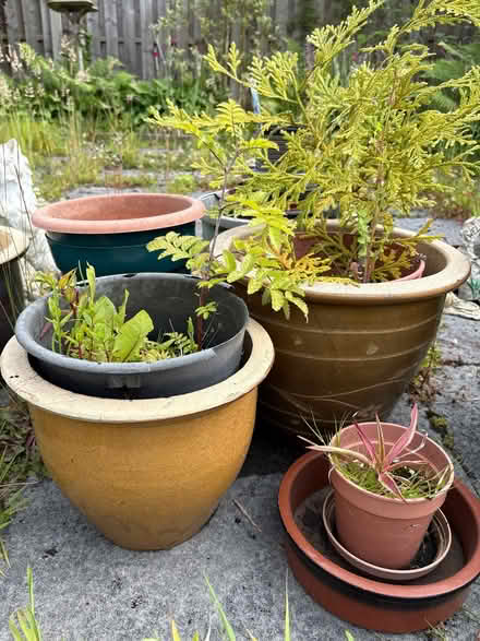 Photo of free Trees/ plants (Hala LA1) #1