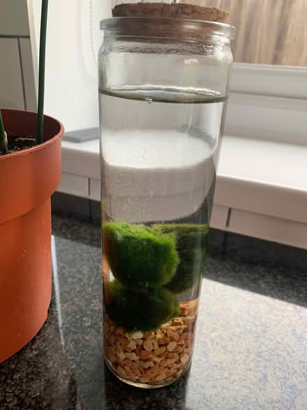 Photo of free House plants (North Tonbridge TN10) #4