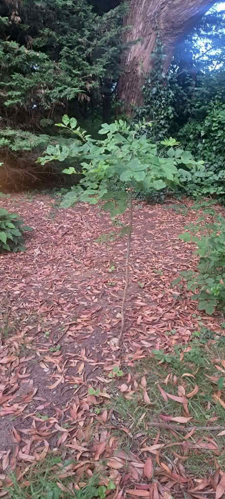 Photo of free Ash saplings (Benfield Valley BN41) #2