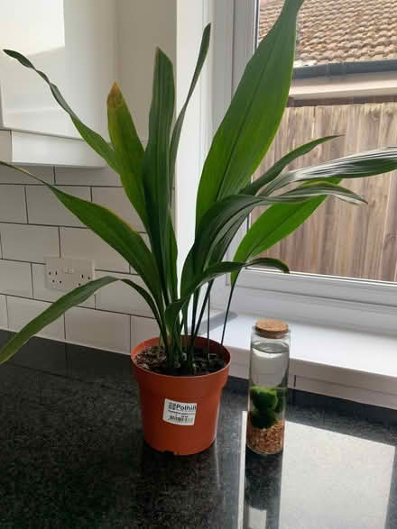 Photo of free House plants (North Tonbridge TN10) #1
