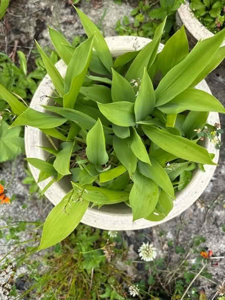 Photo of free Lily of the valley (Hala LA1) #1